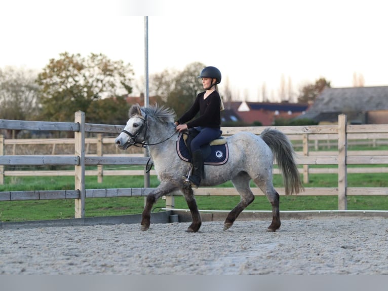 Meer ponys/kleine paarden Merrie 14 Jaar 126 cm Appaloosa in Bogaarden