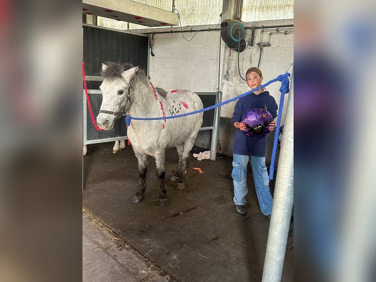 Meer ponys/kleine paarden Merrie 14 Jaar 126 cm Appaloosa in Bogaarden