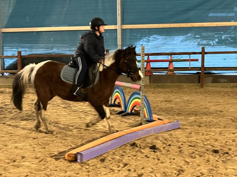 Meer ponys/kleine paarden Merrie 14 Jaar 128 cm Gevlekt-paard in Ursensollen