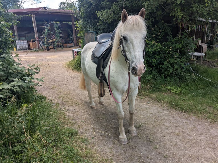 Meer ponys/kleine paarden Mix Merrie 14 Jaar 130 cm Appaloosa in Wiesloch