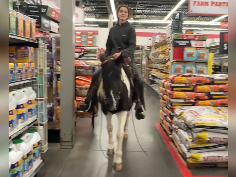 Meer ponys/kleine paarden Merrie 14 Jaar 130 cm Gevlekt-paard in Henderson