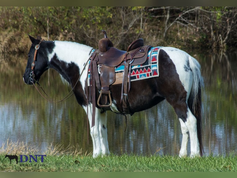 Meer ponys/kleine paarden Merrie 14 Jaar 130 cm Gevlekt-paard in Henderson