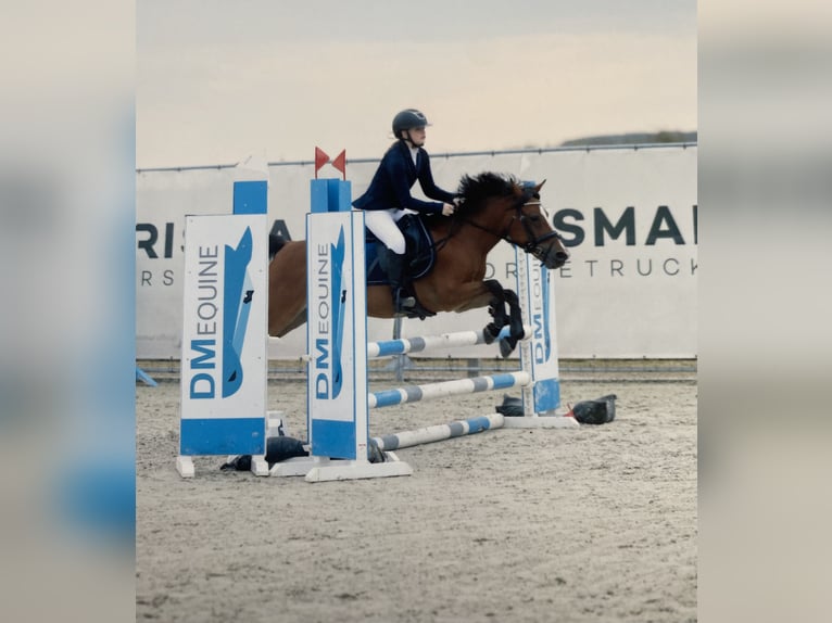 Meer ponys/kleine paarden Merrie 14 Jaar 135 cm Bruin in Sint-Baafs-Vijve