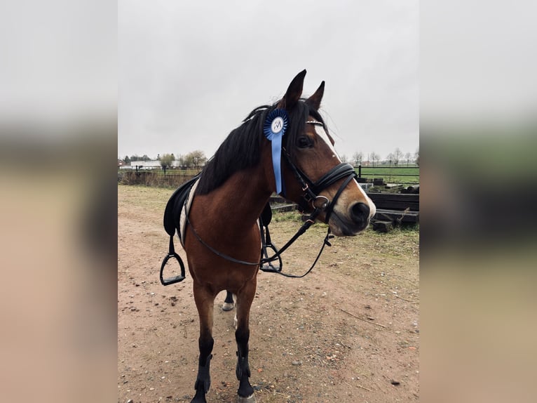 Meer ponys/kleine paarden Merrie 14 Jaar 135 cm Bruin in Sint-Baafs-Vijve