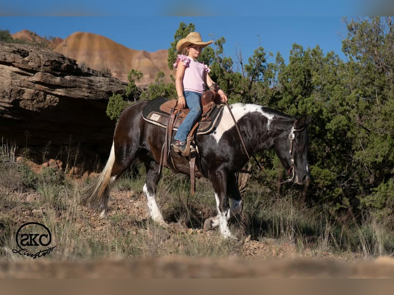 Meer ponys/kleine paarden Merrie 14 Jaar 142 cm Gevlekt-paard in Canyon