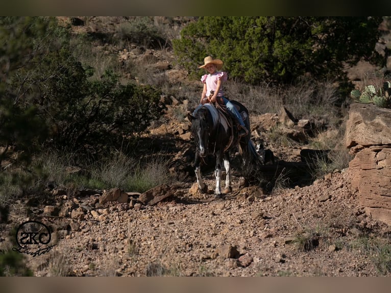 Meer ponys/kleine paarden Merrie 14 Jaar 142 cm Gevlekt-paard in Canyon