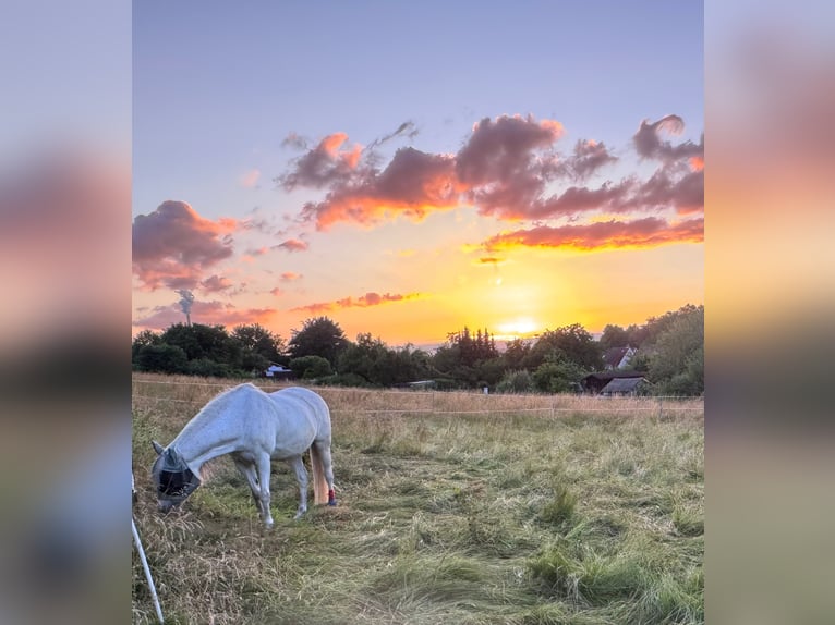 Meer ponys/kleine paarden Merrie 14 Jaar 147 cm Appelschimmel in Alfeld (Leine)