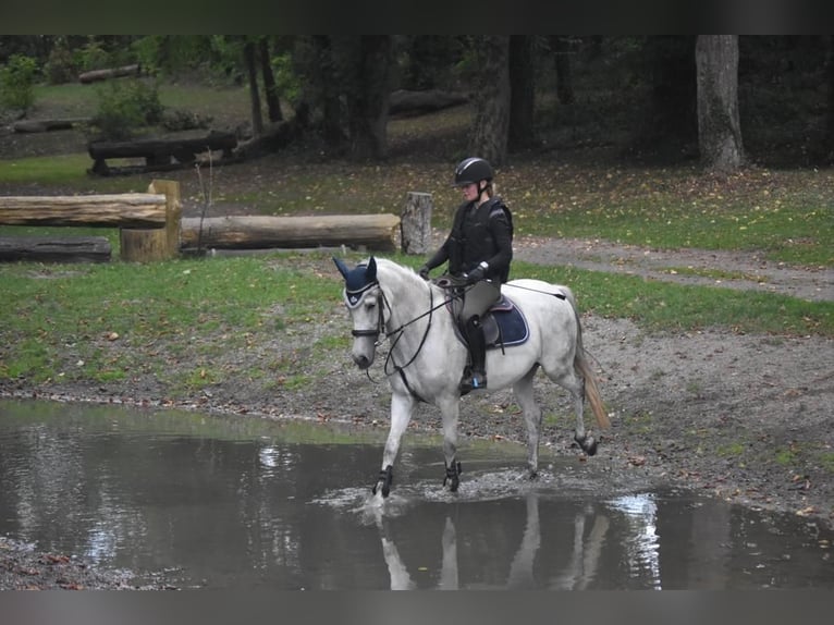 Meer ponys/kleine paarden Merrie 14 Jaar 147 cm Appelschimmel in Alfeld (Leine)