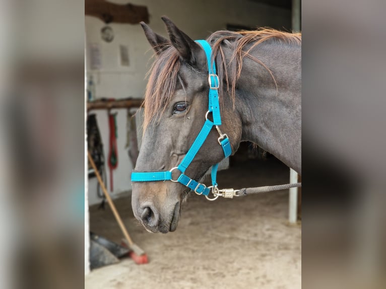 Meer ponys/kleine paarden Mix Merrie 14 Jaar 150 cm Zwart in Berg
