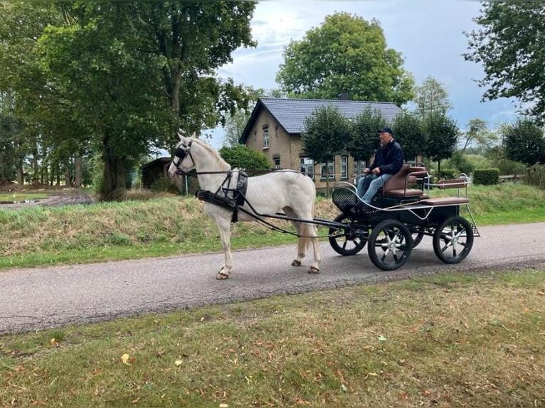 Meer ponys/kleine paarden Merrie 14 Jaar 157 cm Schimmel in Süderlügum