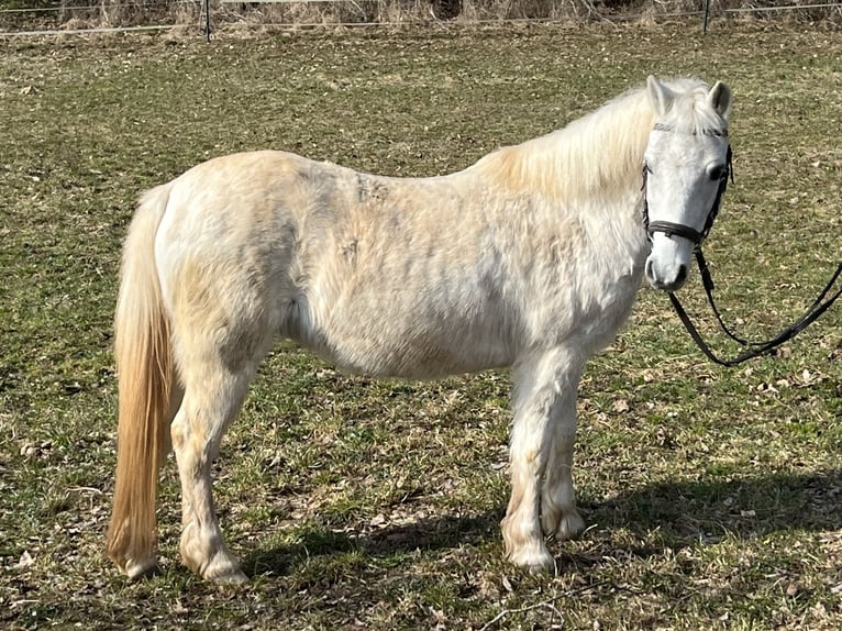 Meer ponys/kleine paarden Merrie 15 Jaar 120 cm Schimmel in Ursensollen