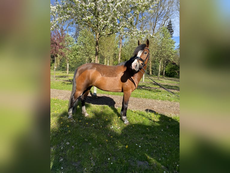 Meer ponys/kleine paarden Mix Merrie 15 Jaar 137 cm Bruin in Bad Zwischenahn