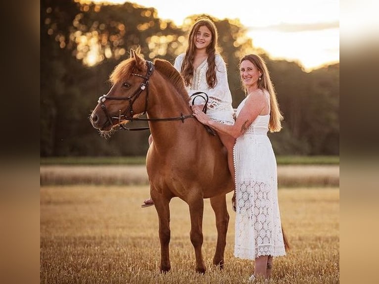 Meer ponys/kleine paarden Merrie 15 Jaar 137 cm Vos in Erkelenz