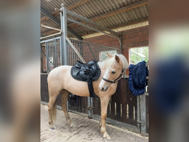 Meer ponys/kleine paarden Merrie 15 Jaar 141 cm Palomino in Hannover