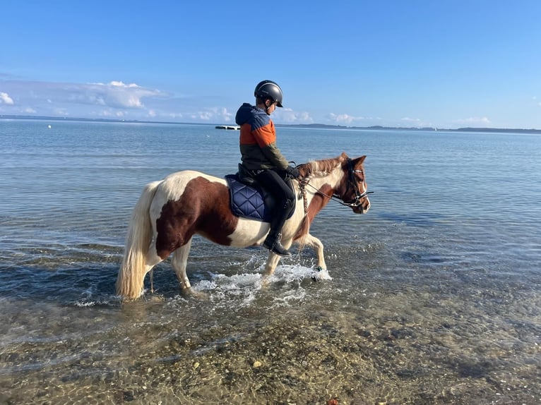 Meer ponys/kleine paarden Mix Merrie 16 Jaar 122 cm Gevlekt-paard in Steinbergkirche