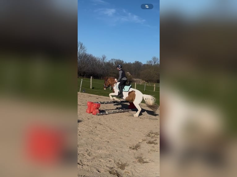 Meer ponys/kleine paarden Mix Merrie 16 Jaar 122 cm Gevlekt-paard in Steinbergkirche