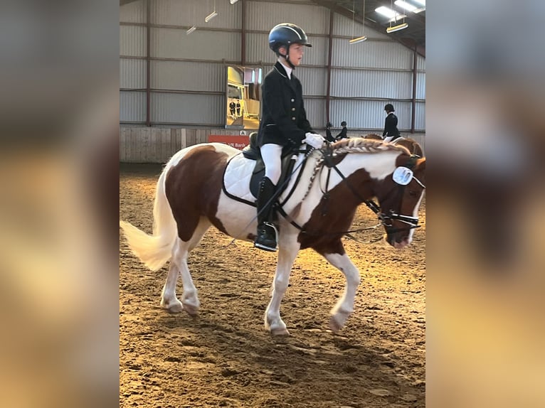 Meer ponys/kleine paarden Mix Merrie 16 Jaar 122 cm Gevlekt-paard in Steinbergkirche