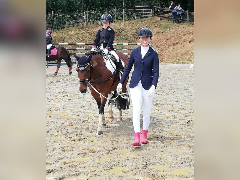 Meer ponys/kleine paarden Merrie 16 Jaar 134 cm Gevlekt-paard in Edelsbach bei Feldbach