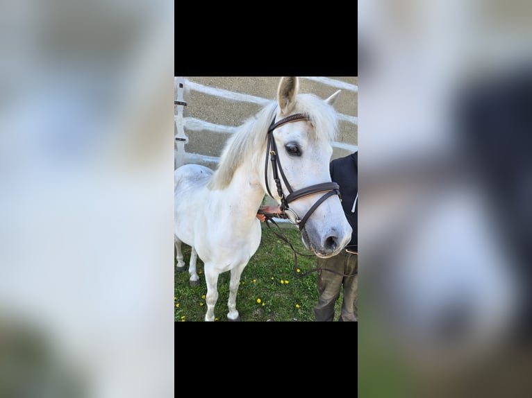 Meer ponys/kleine paarden Mix Merrie 16 Jaar 135 cm Schimmel in Mirow