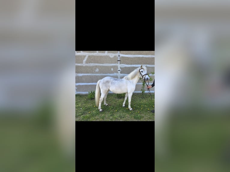 Meer ponys/kleine paarden Mix Merrie 16 Jaar 135 cm Schimmel in Mirow