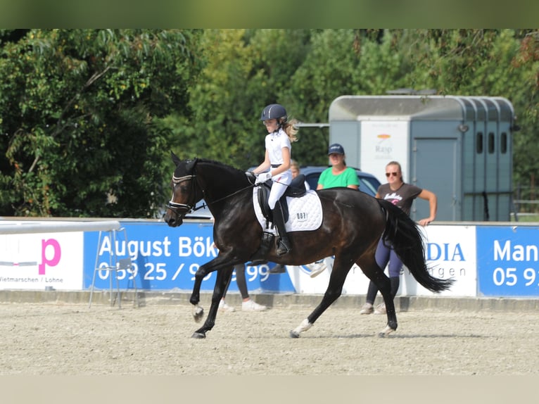 Meer ponys/kleine paarden Merrie 16 Jaar 148 cm Donkerbruin in Meppen