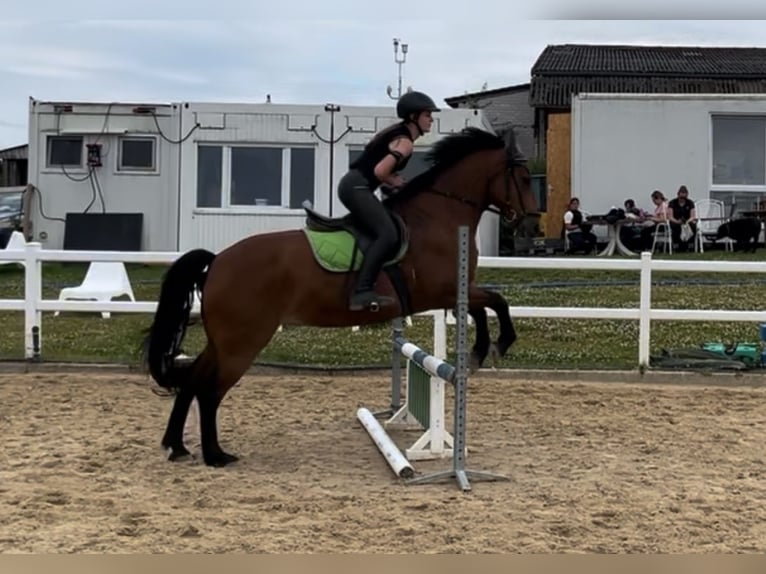 Meer ponys/kleine paarden Merrie 16 Jaar 150 cm Bruin in Lohfelden