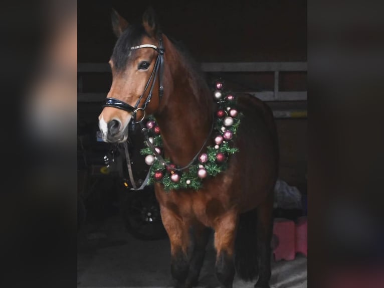 Meer ponys/kleine paarden Merrie 16 Jaar 150 cm Bruin in Lohfelden