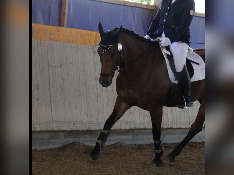 Meer ponys/kleine paarden Merrie 16 Jaar 150 cm Bruin in Lohfelden