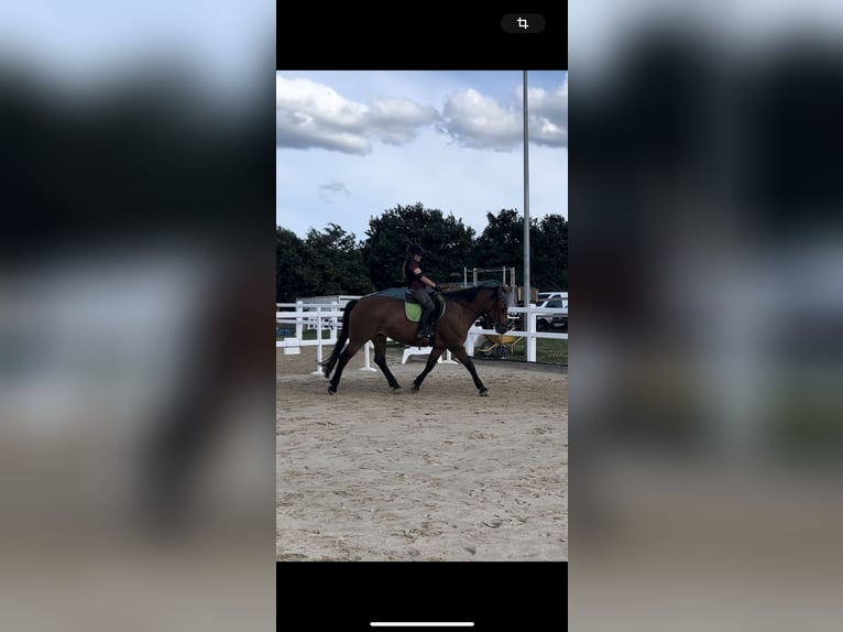 Meer ponys/kleine paarden Merrie 16 Jaar 150 cm Bruin in Lohfelden