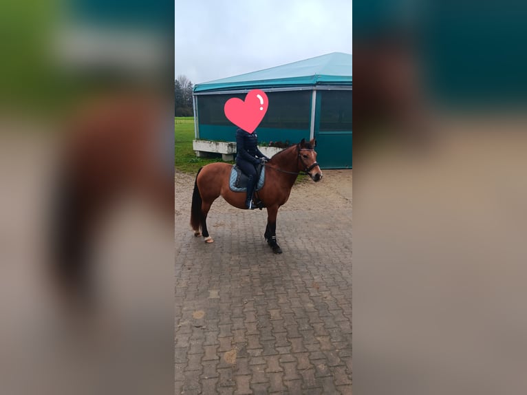 Meer ponys/kleine paarden Mix Merrie 16 Jaar 150 cm Roodbruin in Königsbrunn