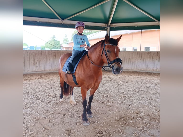 Meer ponys/kleine paarden Mix Merrie 16 Jaar 150 cm Roodbruin in Königsbrunn