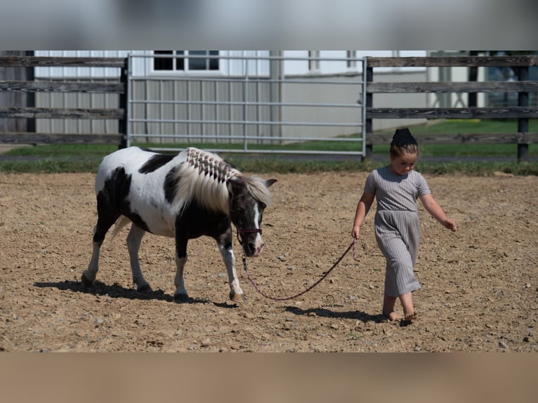 Meer ponys/kleine paarden Merrie 16 Jaar 91 cm Gevlekt-paard in Fredericksburg