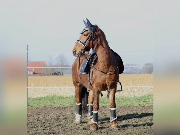 Meer ponys/kleine paarden Mix Merrie 17 Jaar 134 cm Vos in Bakum