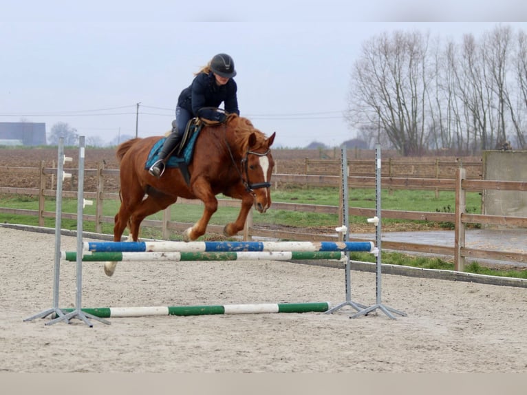 Meer ponys/kleine paarden Merrie 17 Jaar 153 cm Roodvos in Bogaarden
