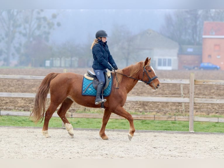 Meer ponys/kleine paarden Merrie 17 Jaar 153 cm Roodvos in Bogaarden