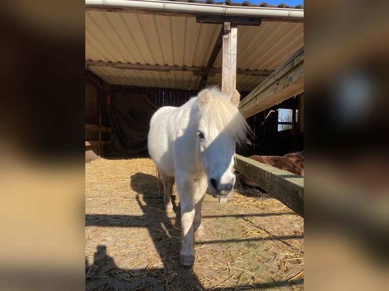 Meer ponys/kleine paarden Merrie 18 Jaar 110 cm Wit in Frechen