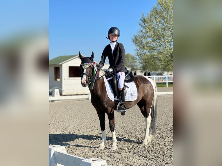 Meer ponys/kleine paarden Merrie 18 Jaar 120 cm Gevlekt-paard in Wien, Leopoldstadt