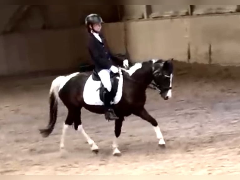 Meer ponys/kleine paarden Merrie 18 Jaar 120 cm Gevlekt-paard in Wien, Leopoldstadt