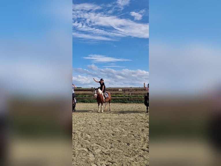 Meer ponys/kleine paarden Merrie 18 Jaar 125 cm Overo-alle-kleuren in Brunehaut