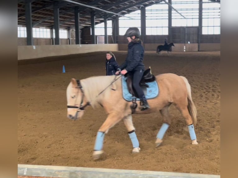 Meer ponys/kleine paarden Merrie 18 Jaar 138 cm Palomino in Frohburg