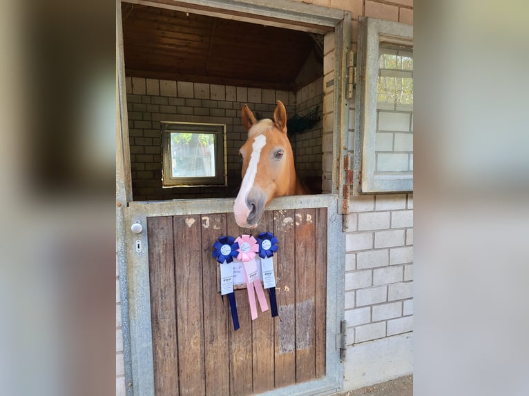 Meer ponys/kleine paarden Mix Merrie 18 Jaar 140 cm Vos in Leutkirch im Allgäu
