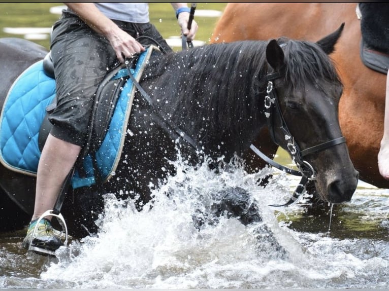 Meer ponys/kleine paarden Merrie 18 Jaar 147 cm Zwart in Ennepetal