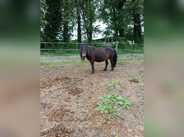 Meer ponys/kleine paarden Merrie 19 Jaar 104 cm Donkerbruin in Hostens