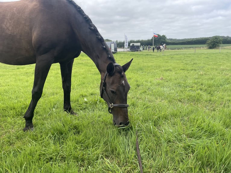 Meer ponys/kleine paarden Merrie 19 Jaar 156 cm Donkerbruin in Handewitt
