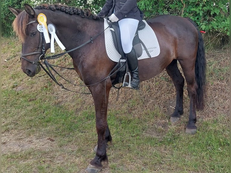 Meer ponys/kleine paarden Merrie 19 Jaar 156 cm Zwartbruin in Goo