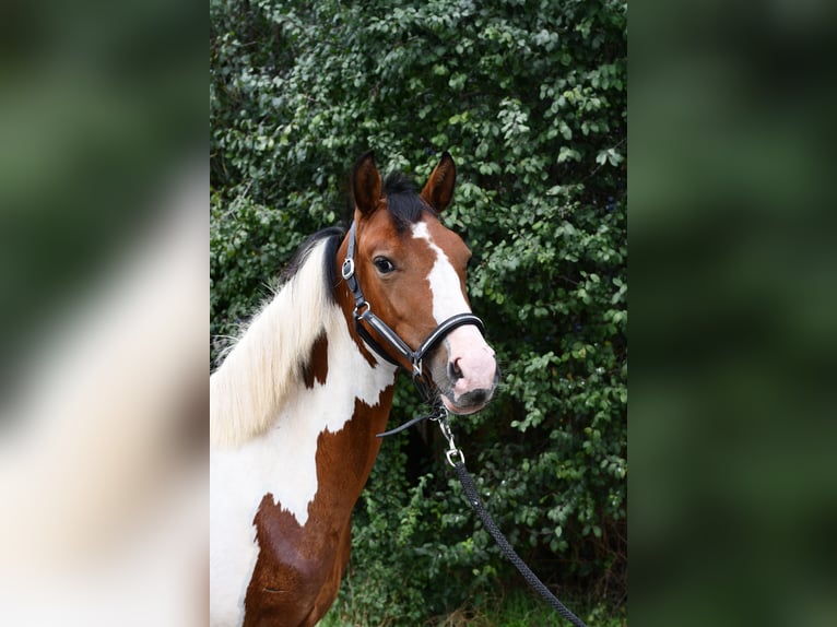 Meer ponys/kleine paarden Merrie 1 Jaar 135 cm Gevlekt-paard in Geilenkirchen