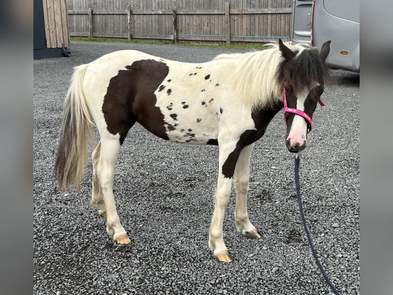 Meer ponys/kleine paarden Mix Merrie 1 Jaar 140 cm Gevlekt-paard in Daleiden