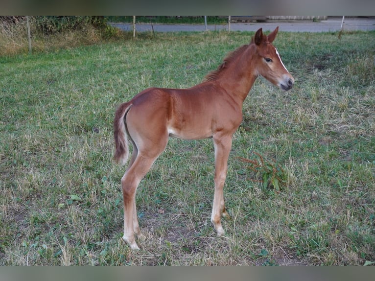Meer ponys/kleine paarden Merrie 1 Jaar Donkere-vos in St. Erhard