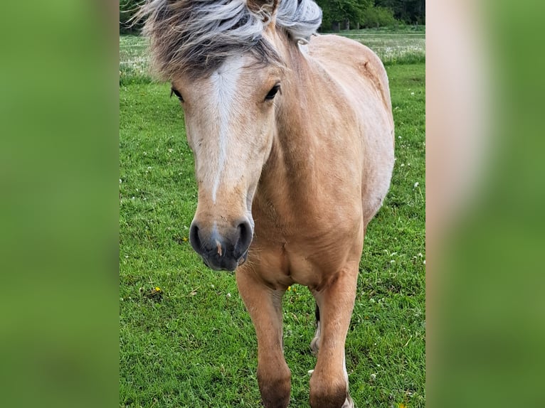 Meer ponys/kleine paarden Merrie 1 Jaar Palomino in Thandorf