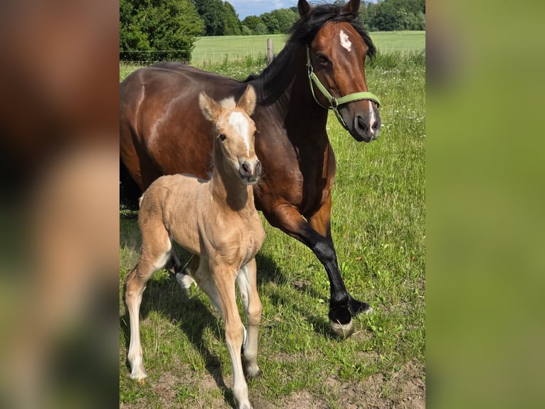 Meer ponys/kleine paarden Merrie 1 Jaar Palomino in Thandorf